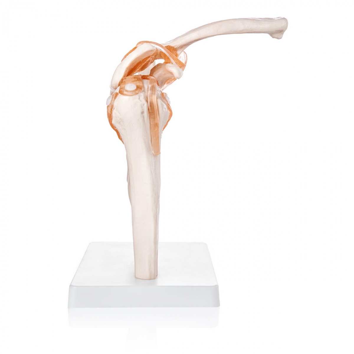 Shoulder Joint Model With Flexible Ligaments To Show Movement